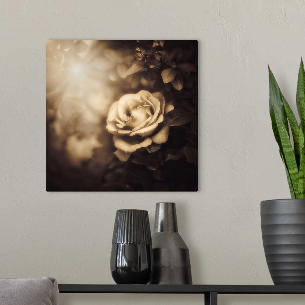 A modern room featuring Rose lit by the sun with a sepia vintage processing