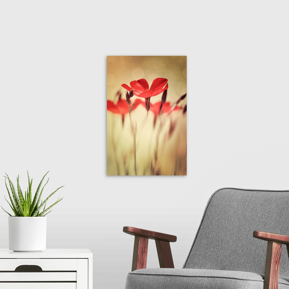A modern room featuring Close up of small red flowers