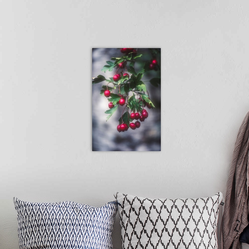 A bohemian room featuring Wild berries with a bokeh effect