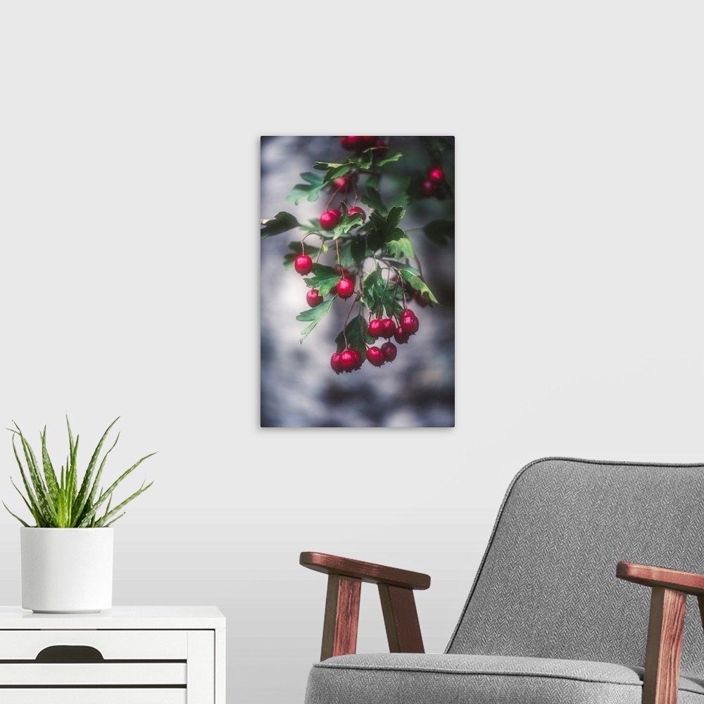 A modern room featuring Wild berries with a bokeh effect