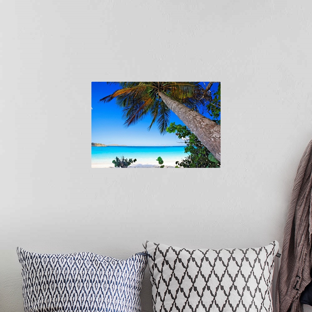 A bohemian room featuring Tropical tree and under growth hanging over the beach in a landscape photograph.