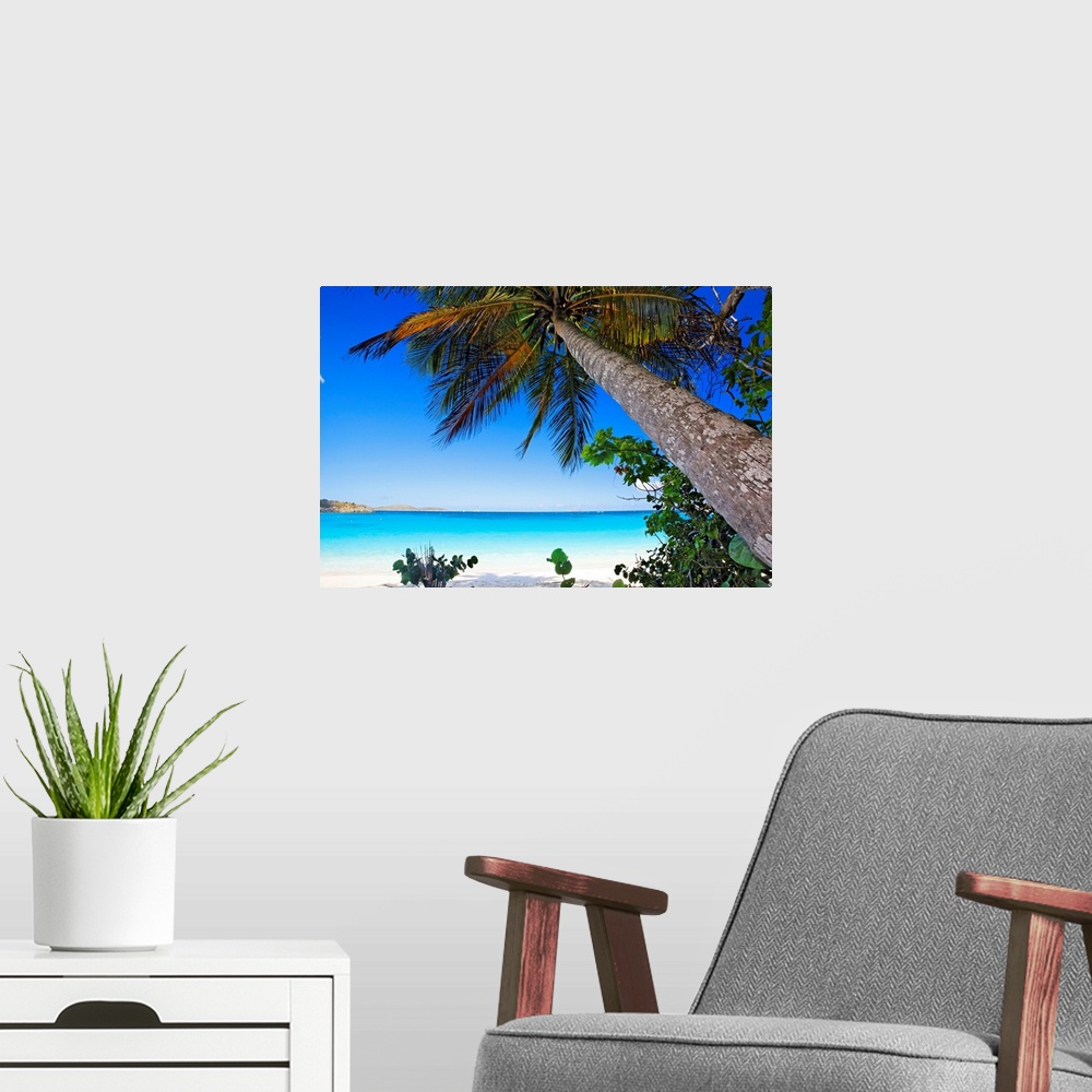 A modern room featuring Tropical tree and under growth hanging over the beach in a landscape photograph.