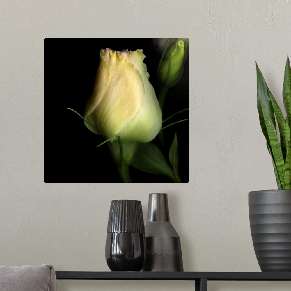 A modern room featuring Lysianthus flowers opening.