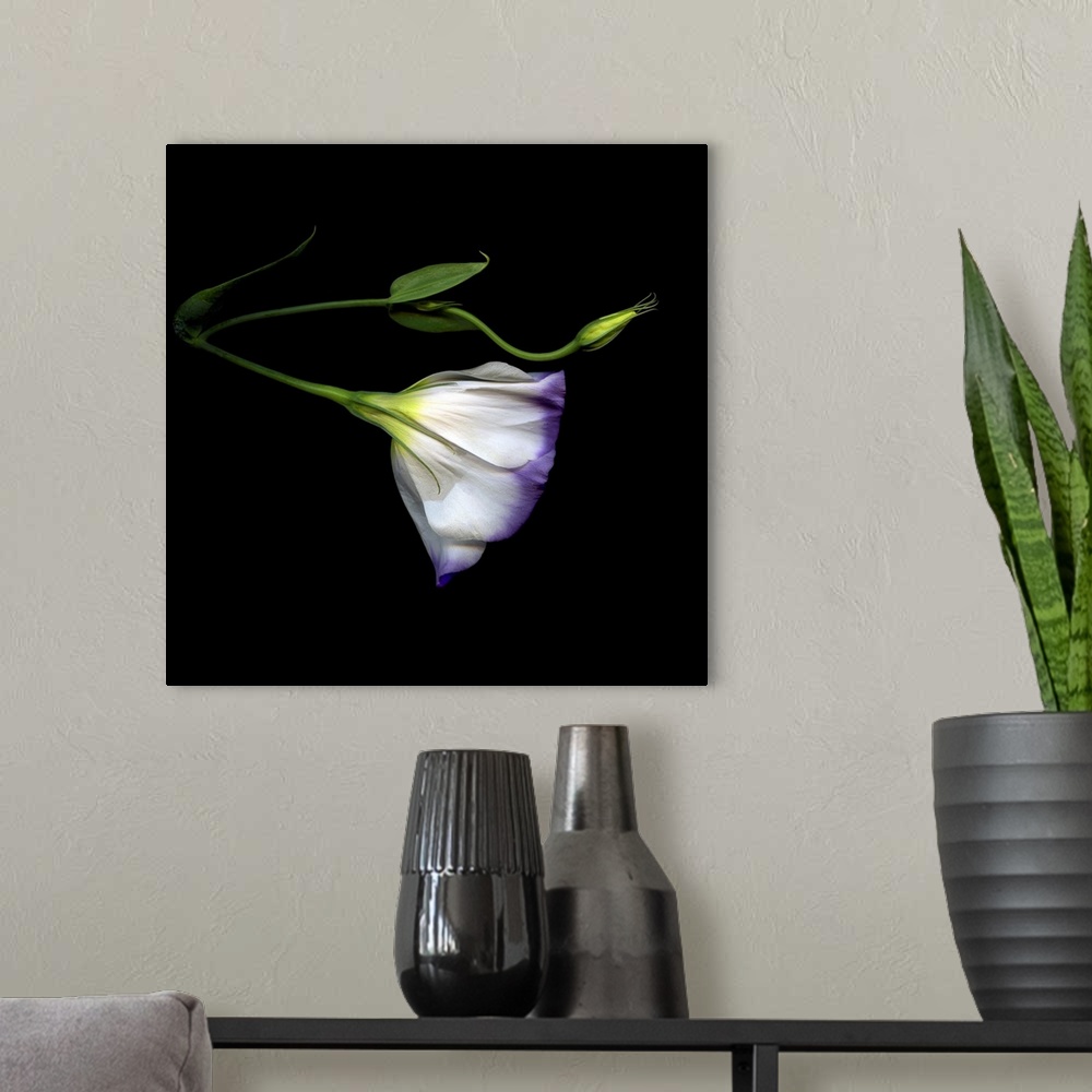 A modern room featuring Lysianthus