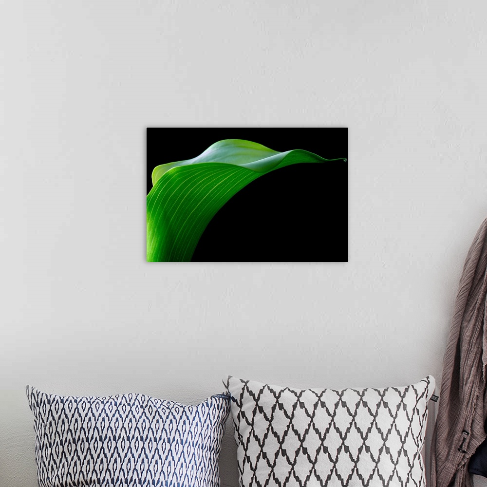 A bohemian room featuring A vivid green fresh Calla Lily flower in close-up against a black background.
