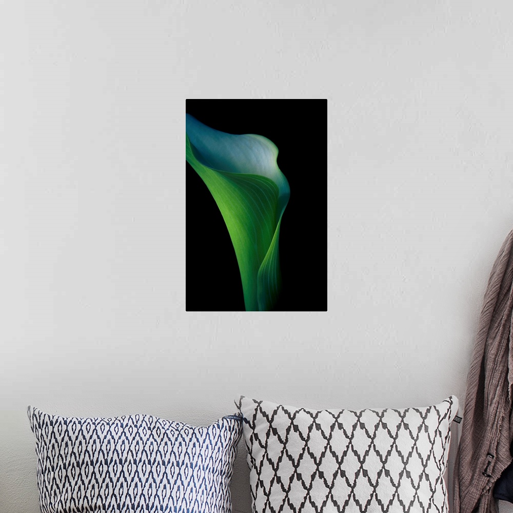 A bohemian room featuring A vivid green fresh Calla Lily flower in close-up against a black background.