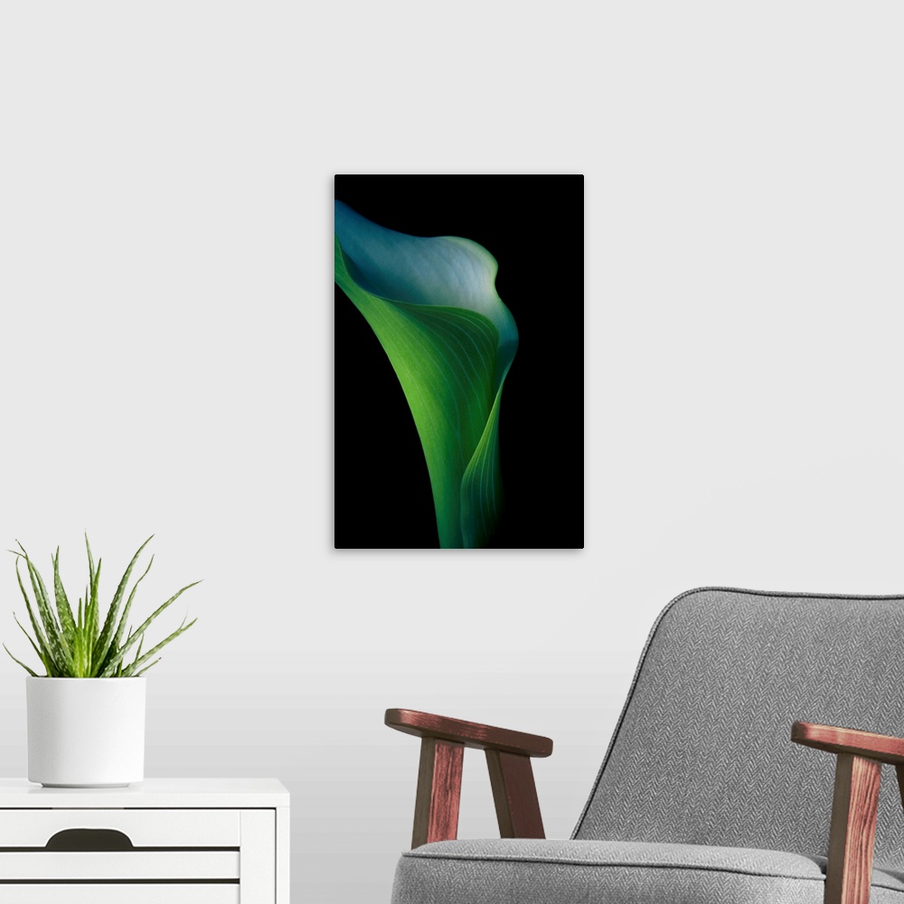 A modern room featuring A vivid green fresh Calla Lily flower in close-up against a black background.