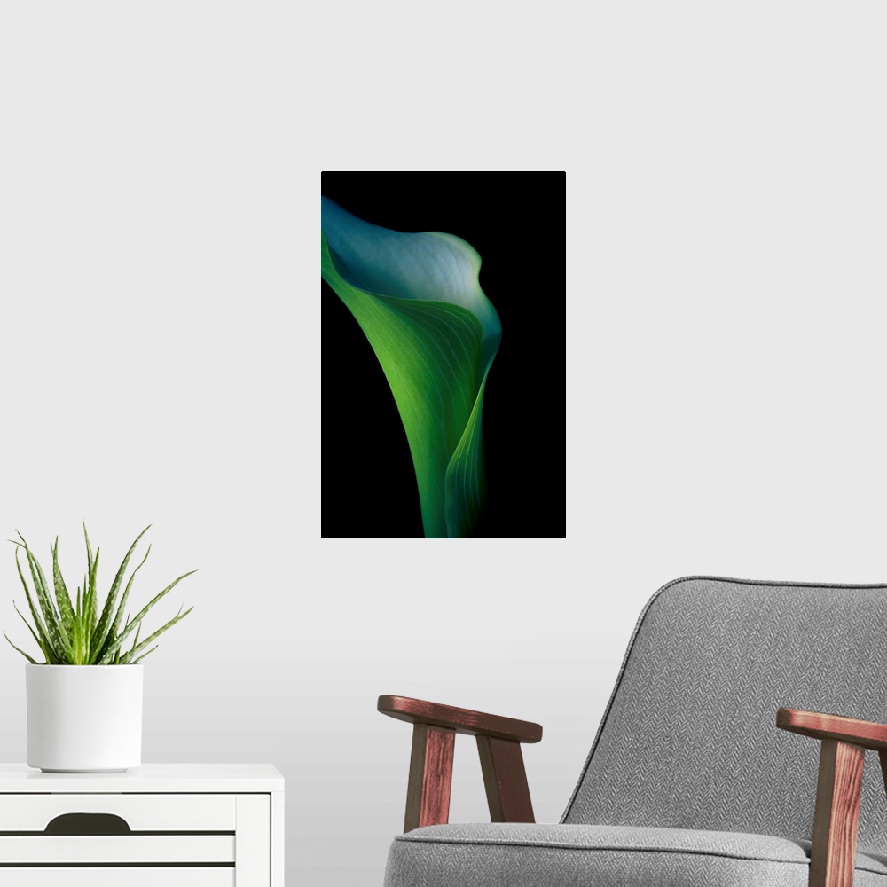 A modern room featuring A vivid green fresh Calla Lily flower in close-up against a black background.