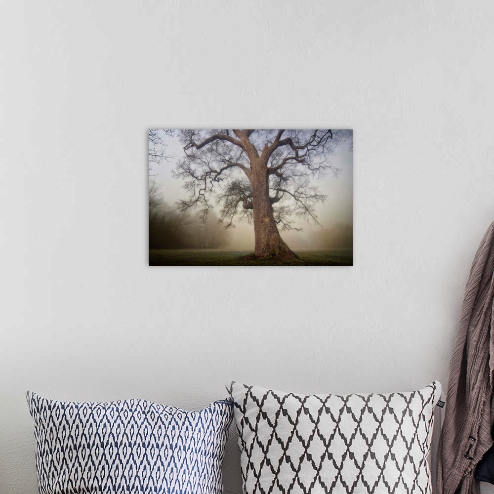 A bohemian room featuring Docor wall art for the home or office an ancient tree stands alone in a misty field in this lands...