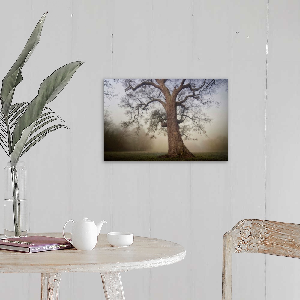 A farmhouse room featuring Docor wall art for the home or office an ancient tree stands alone in a misty field in this lands...