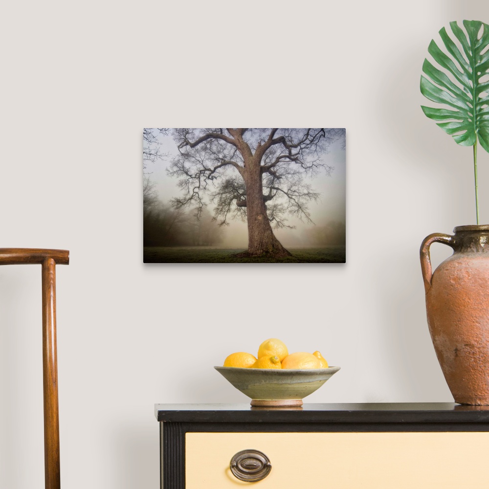 A traditional room featuring Docor wall art for the home or office an ancient tree stands alone in a misty field in this lands...