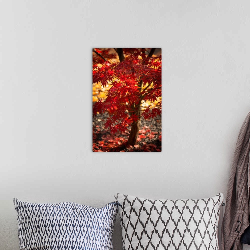 A bohemian room featuring Fine art photograph of a Japanese maple tree with bright red leaves.