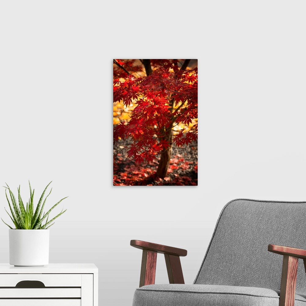 A modern room featuring Fine art photograph of a Japanese maple tree with bright red leaves.