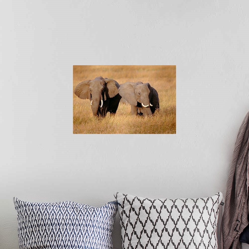 A bohemian room featuring Two large African elephants are photographed in a tall grassy field.