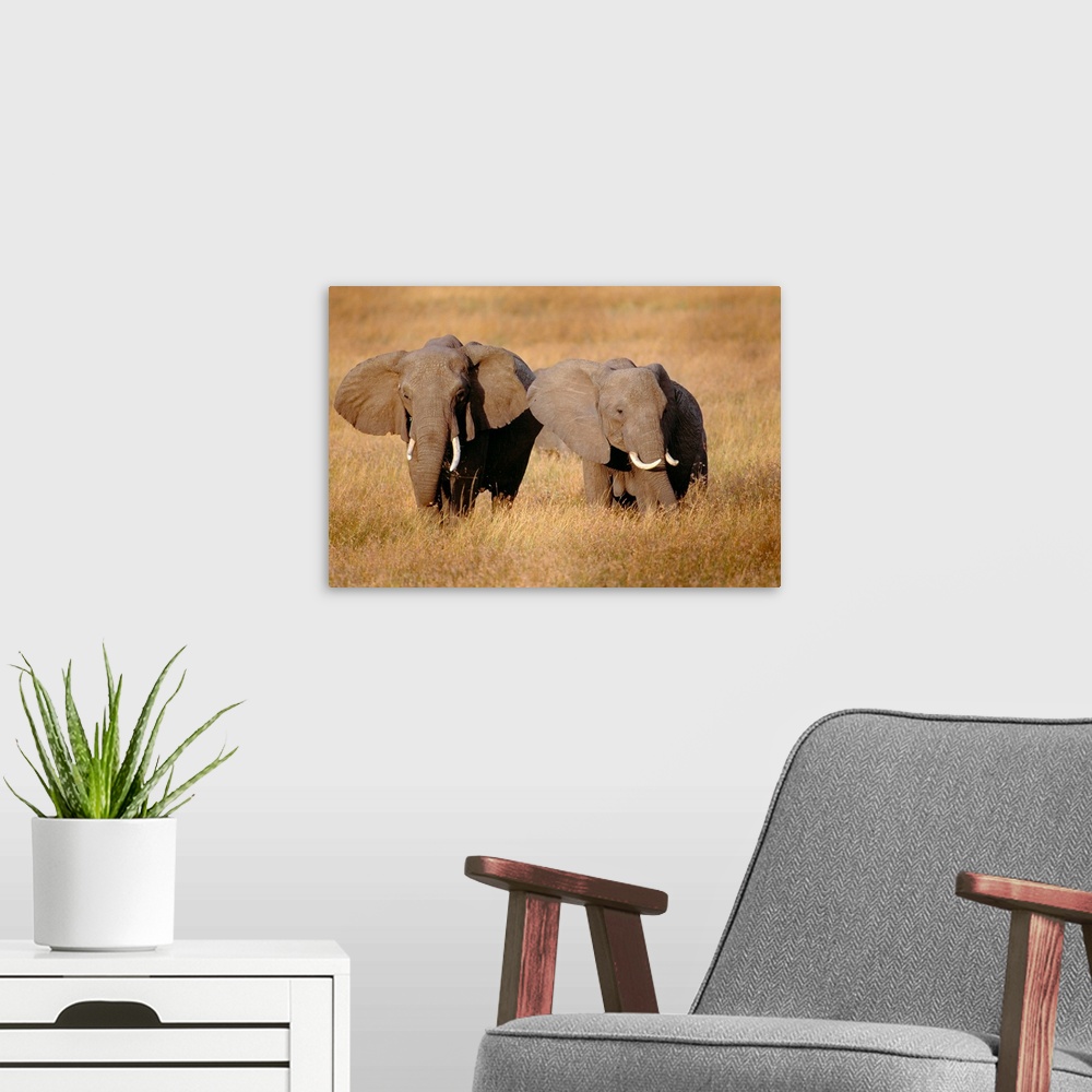 A modern room featuring Two large African elephants are photographed in a tall grassy field.