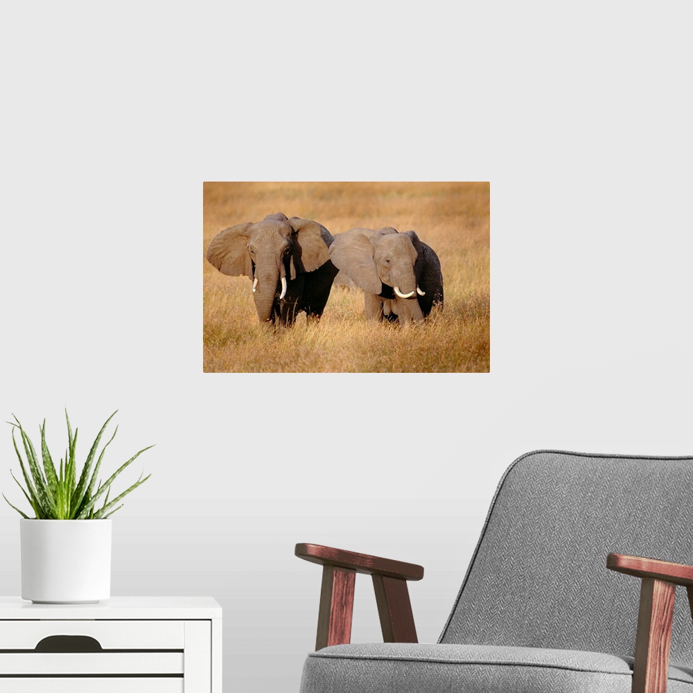 A modern room featuring Two large African elephants are photographed in a tall grassy field.