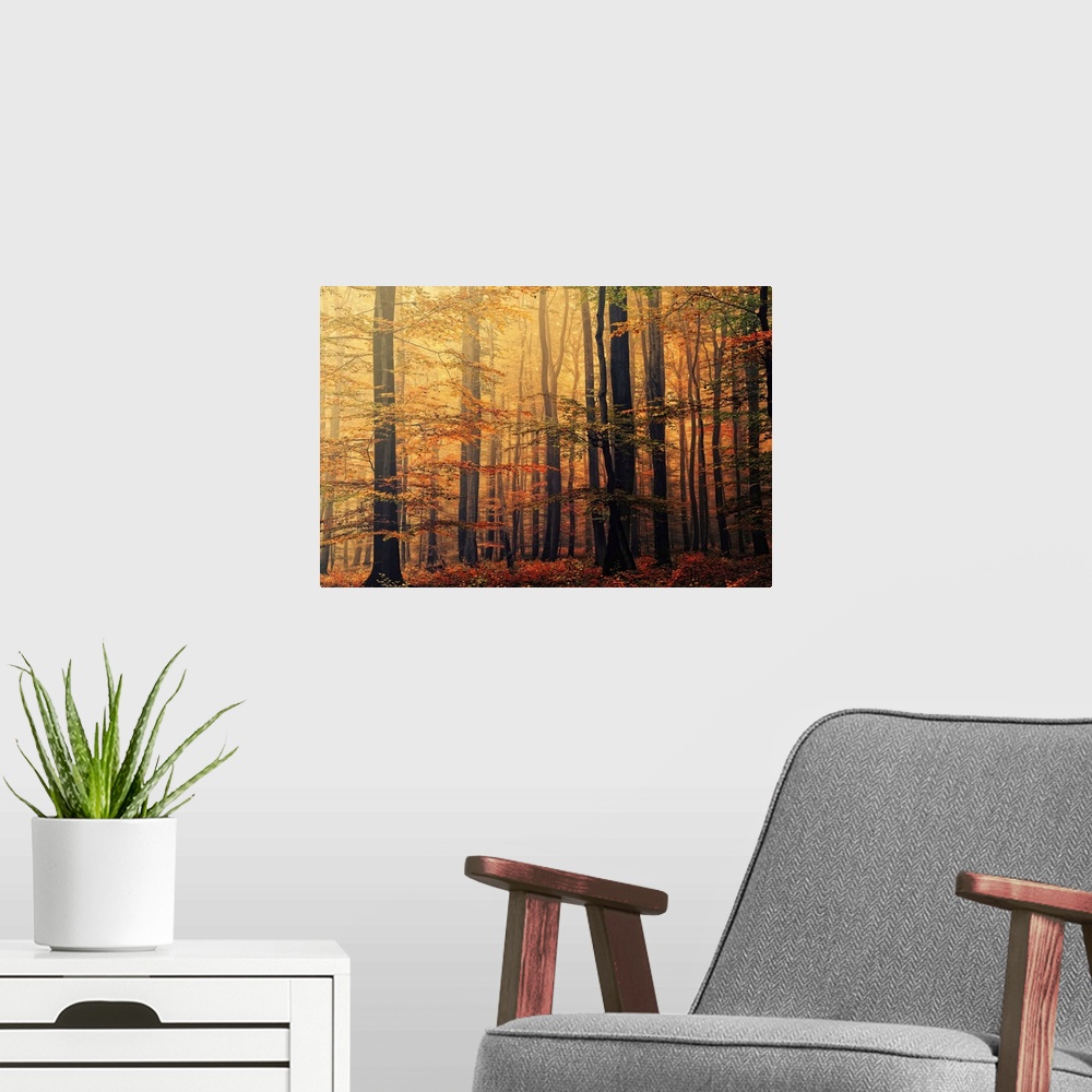A modern room featuring Oversized landscape photograph of a dense forest of trees with autumn colored foliage, beneath a ...