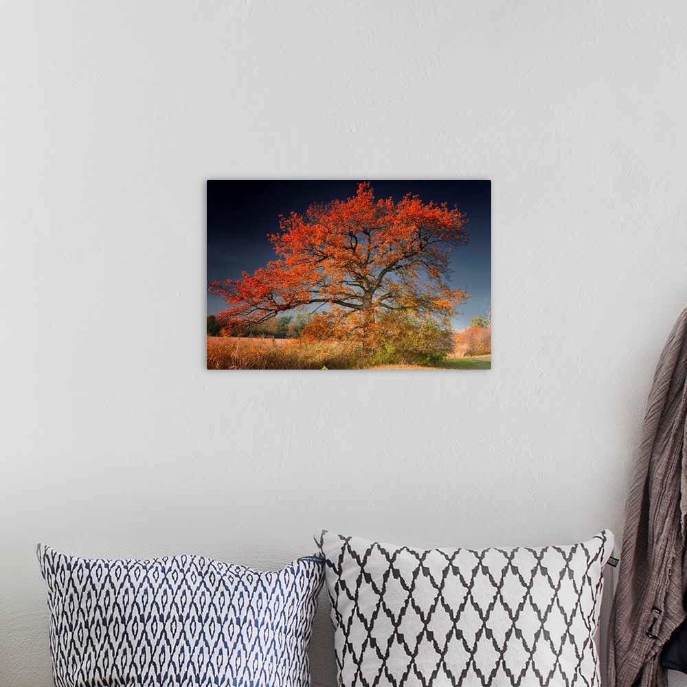 A bohemian room featuring A landscape photograph of an old tree growing alone in a field covered with autumn leaves.
