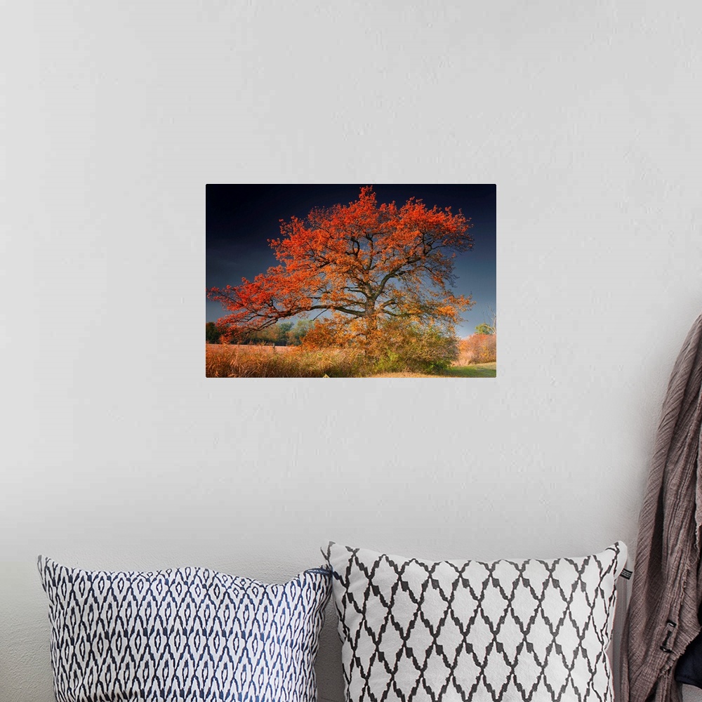 A bohemian room featuring A landscape photograph of an old tree growing alone in a field covered with autumn leaves.