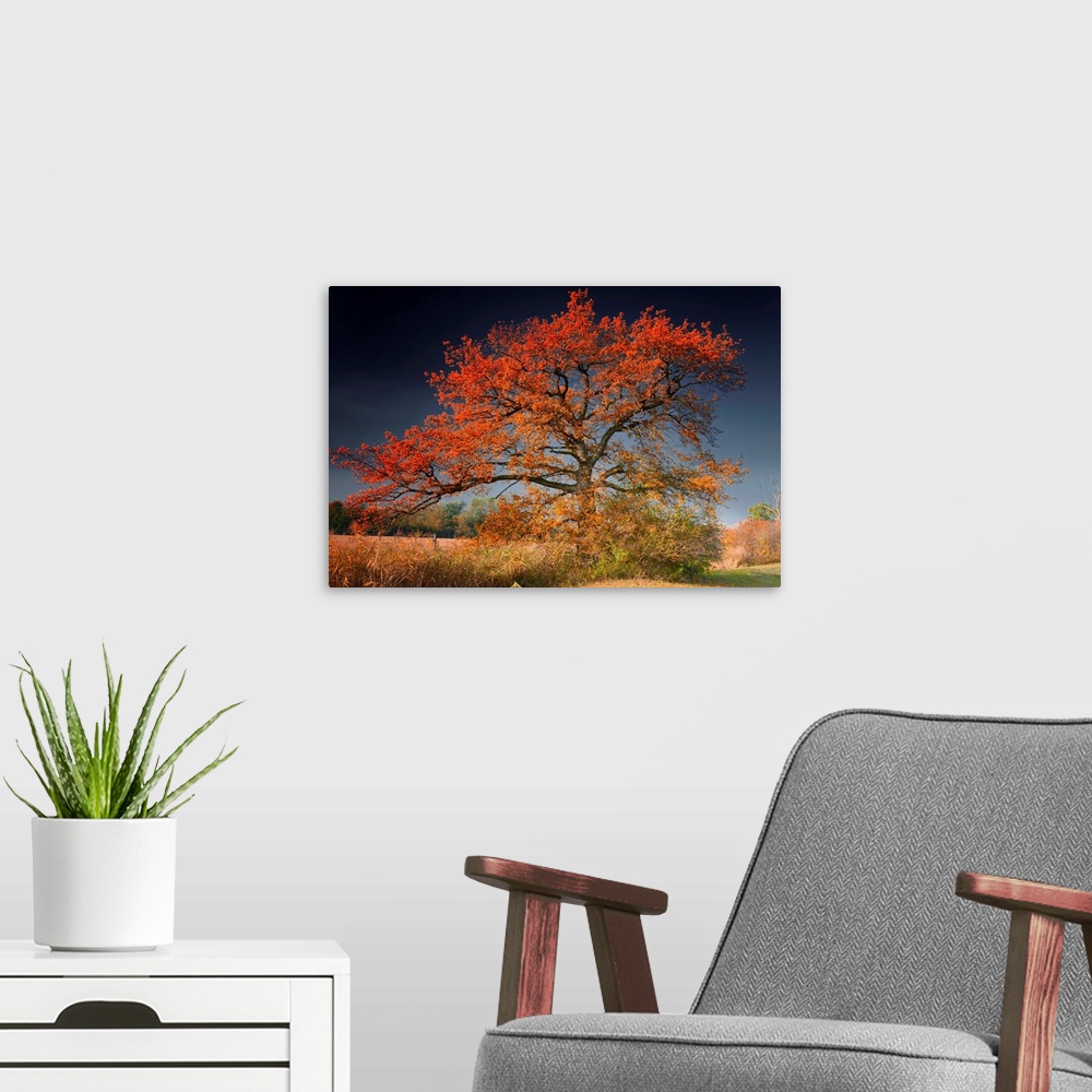 A modern room featuring A landscape photograph of an old tree growing alone in a field covered with autumn leaves.