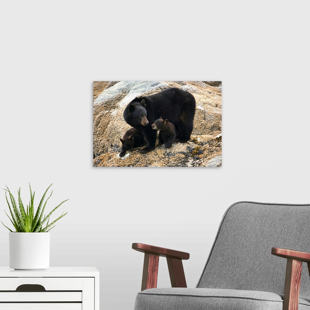 A modern room featuring Black bear and cubs, Glacier Bay National Park, Alaska
