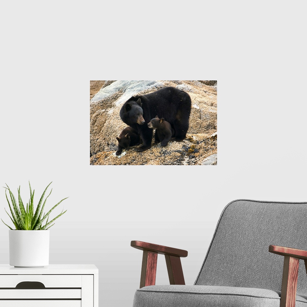 A modern room featuring Black bear and cubs, Glacier Bay National Park, Alaska
