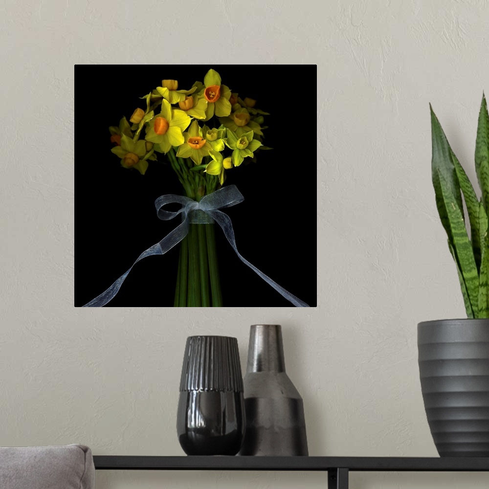 A modern room featuring Dwarf daffodils,a handful of narcissi with intoxicating fragrance, the stems, bound with a ribbon...