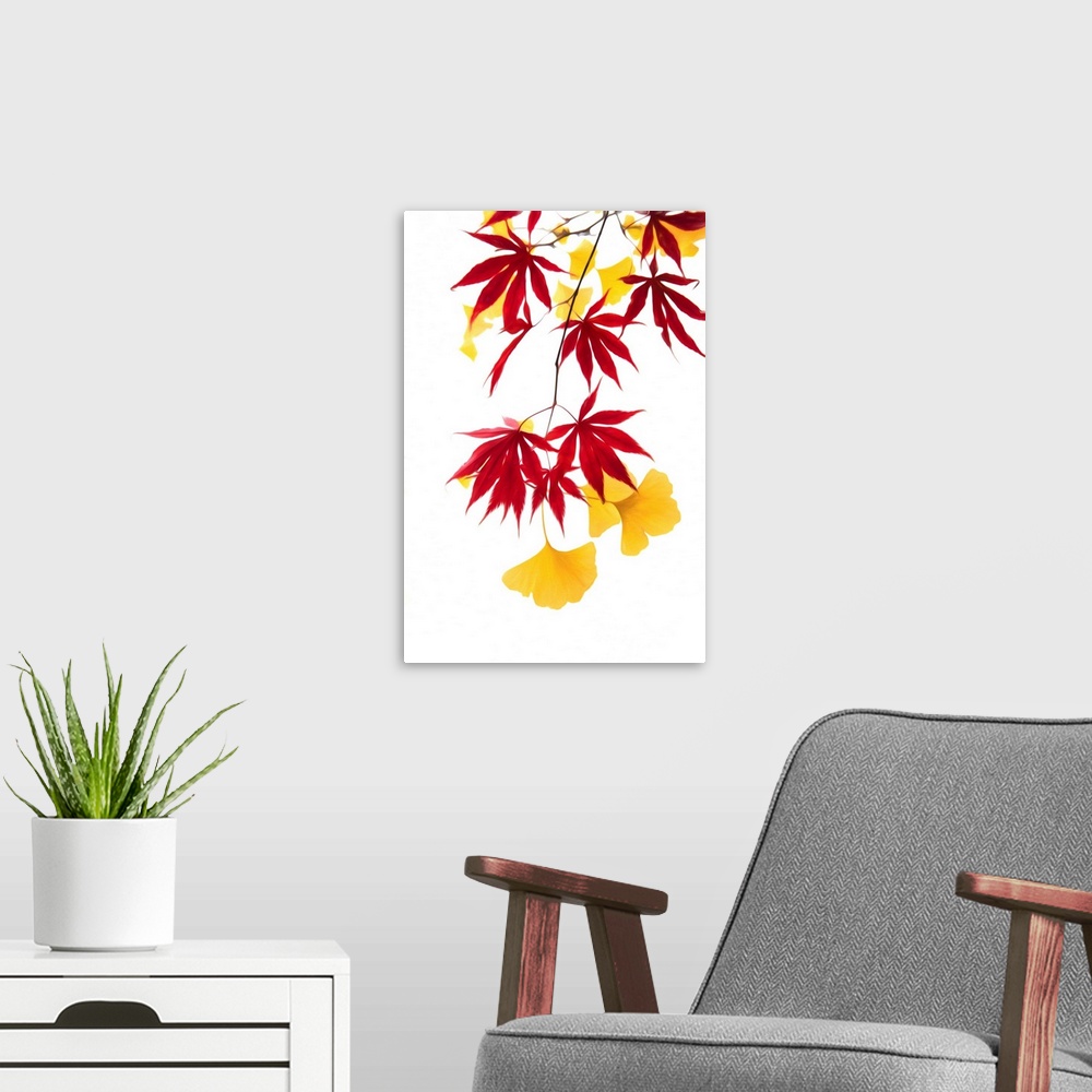 A modern room featuring Mix of maple leaves and ginkgo