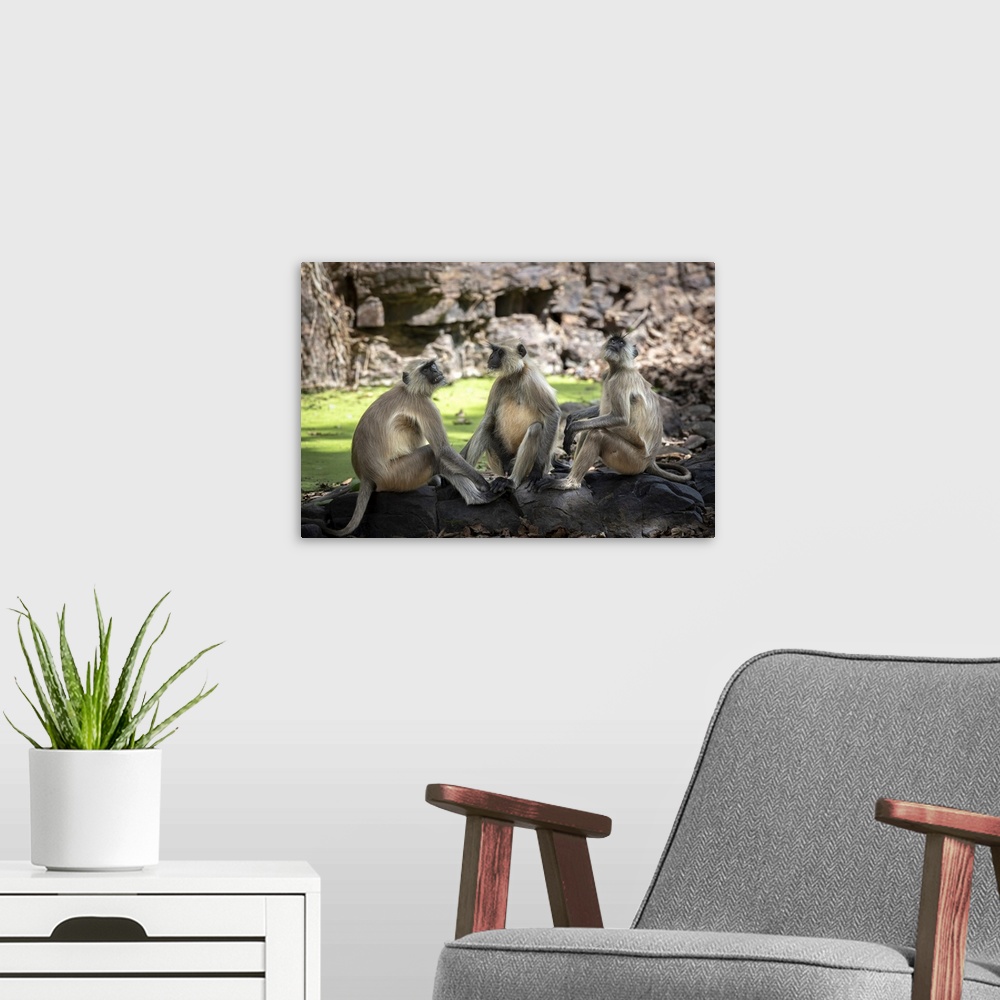 A modern room featuring Three langurs cool off in the shade next to a pool in the forest.
