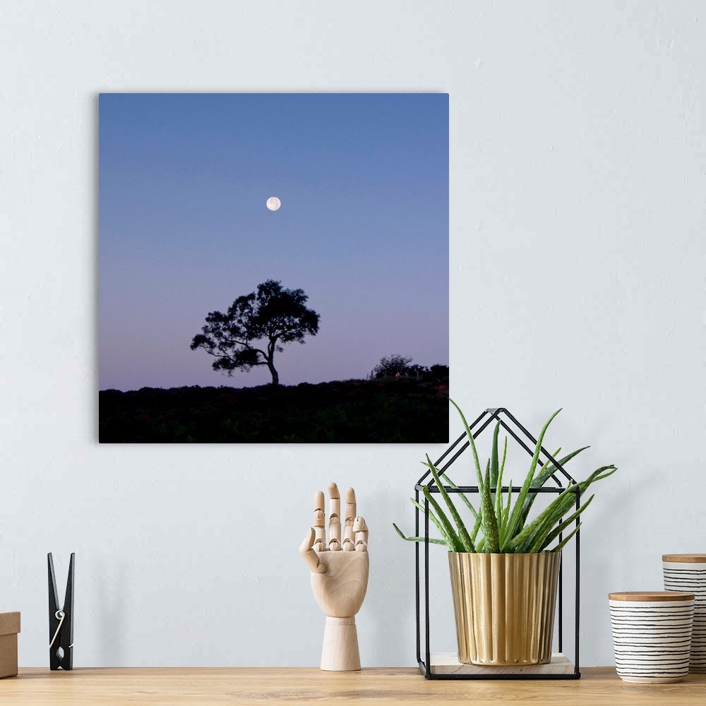 A bohemian room featuring A lone tree with a full moon rising with a deep purple blue pink dusk cloudless sky.