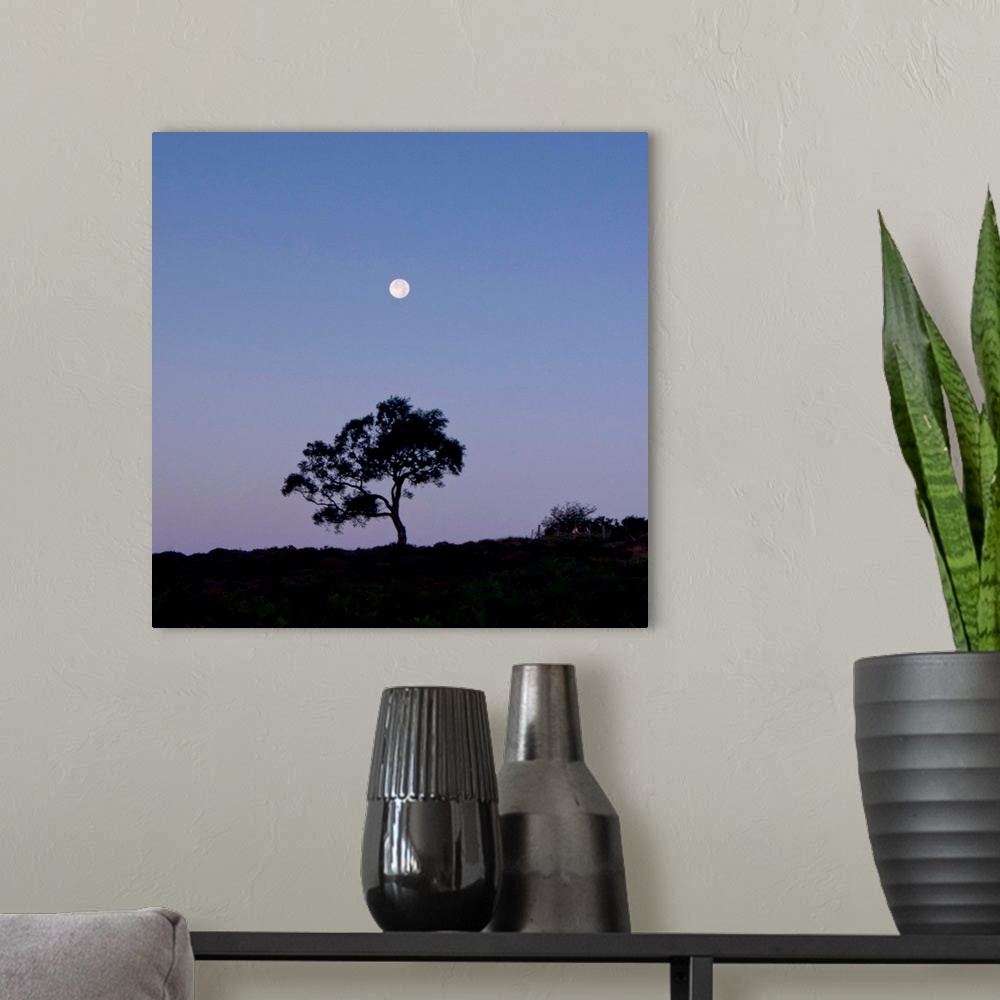 A modern room featuring A lone tree with a full moon rising with a deep purple blue pink dusk cloudless sky.