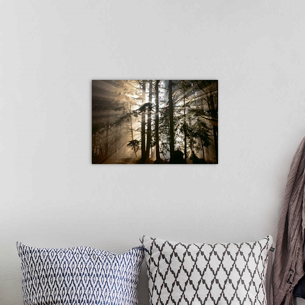 A bohemian room featuring Rays of light radiate out from behind a cluster of trees in the forest at dawn in this photograph...