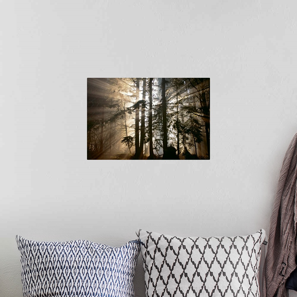 A bohemian room featuring Rays of light radiate out from behind a cluster of trees in the forest at dawn in this photograph...