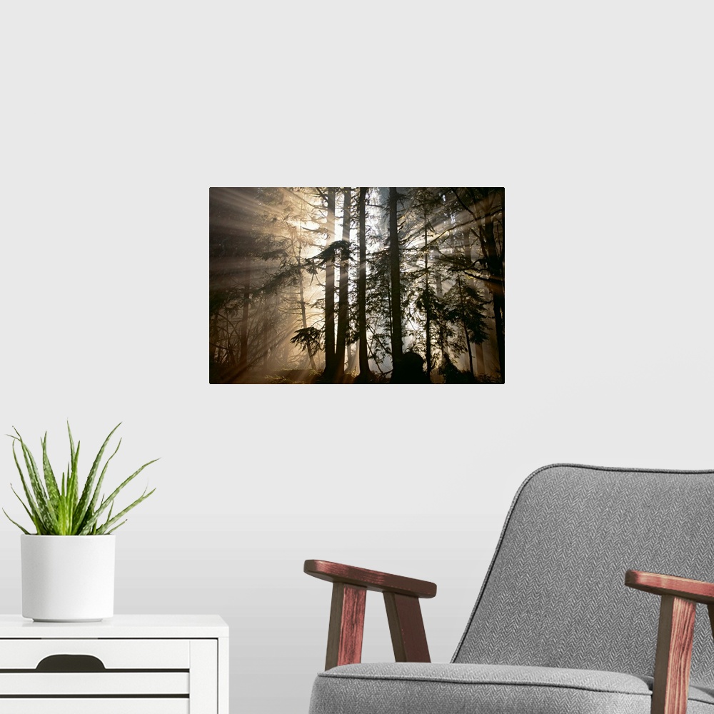 A modern room featuring Rays of light radiate out from behind a cluster of trees in the forest at dawn in this photograph...