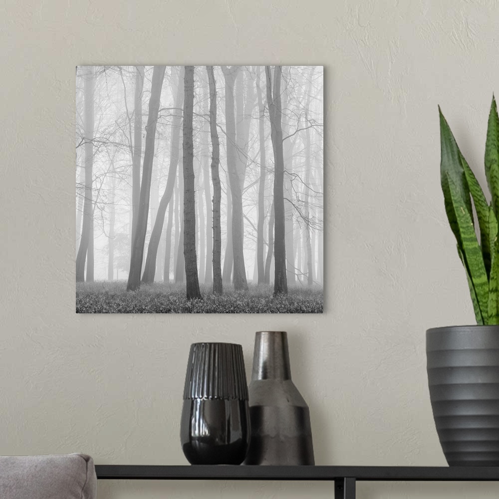 A modern room featuring A monochrome black and white mistry woodland of zen like calm trees.