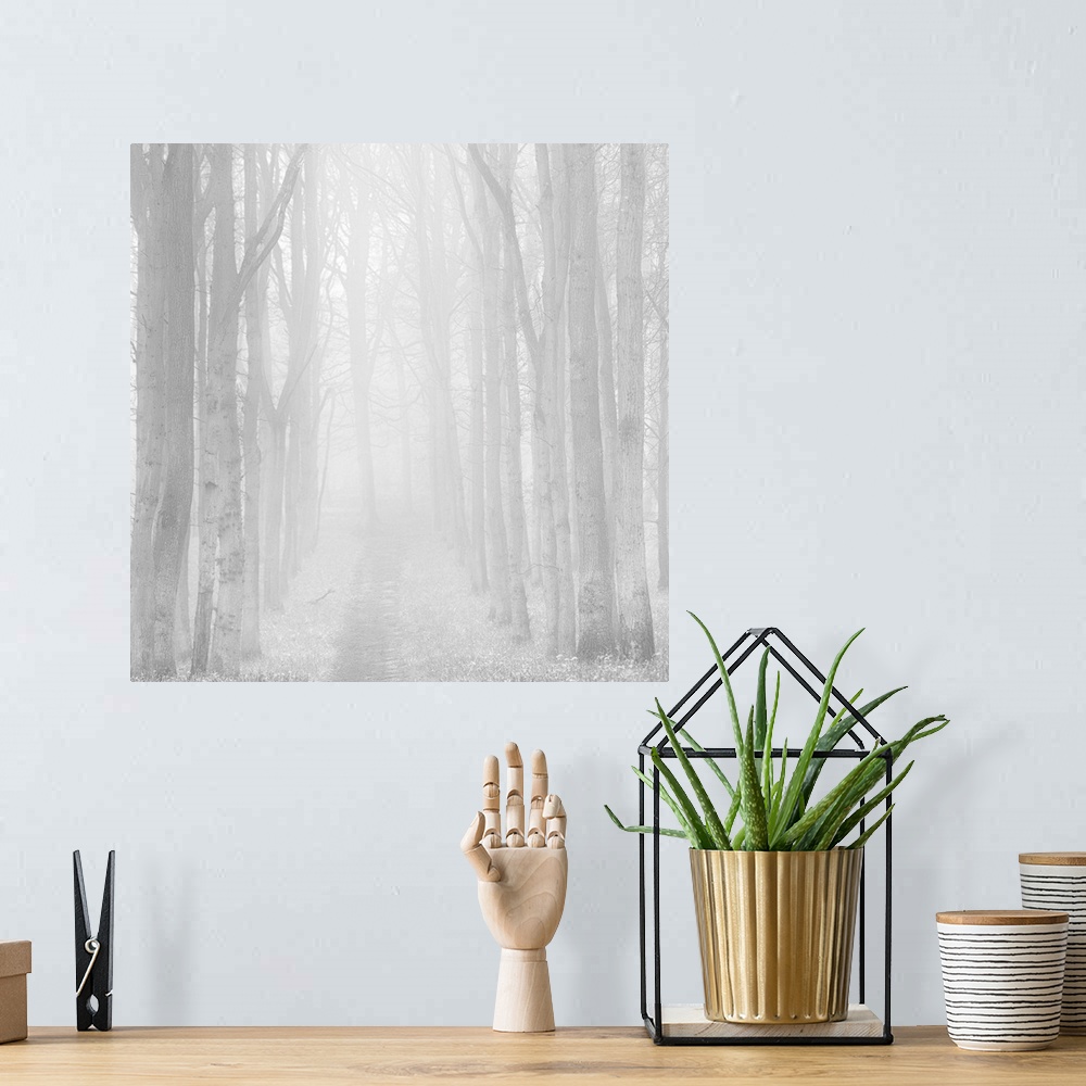 A bohemian room featuring A monochrome black and white mistry woodland of zen like calm trees.