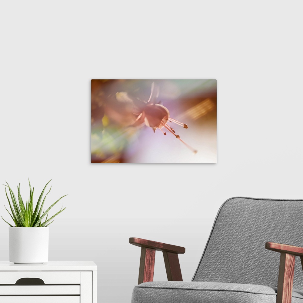 A modern room featuring Soft focused photograph of a flower in warm tones with a shallow depth of field.
