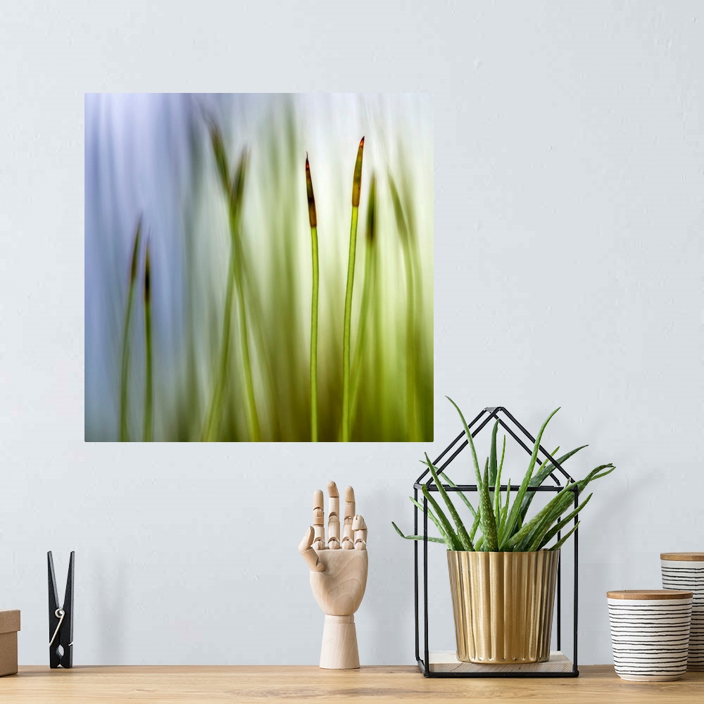 A bohemian room featuring Big square artwork with a closeup of two moss grass blades with a blurred grass and sky backgroun...