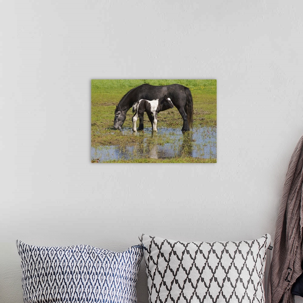 A bohemian room featuring Mother and Foal