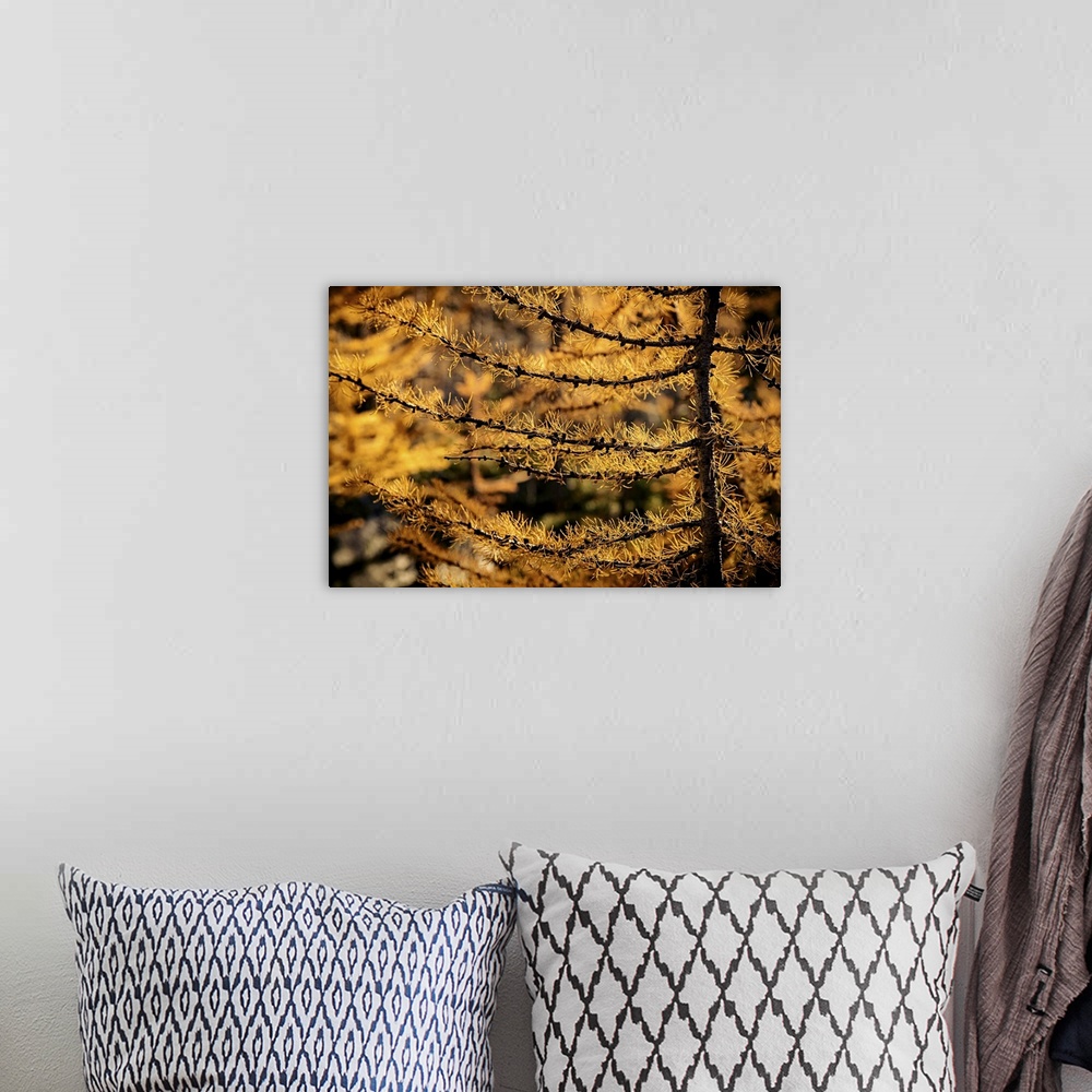 A bohemian room featuring Closeup of branches of a glowing alpine larch.