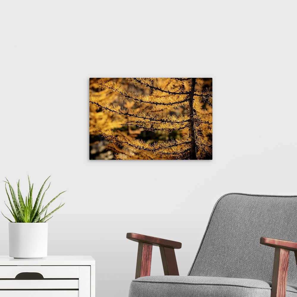 A modern room featuring Closeup of branches of a glowing alpine larch.