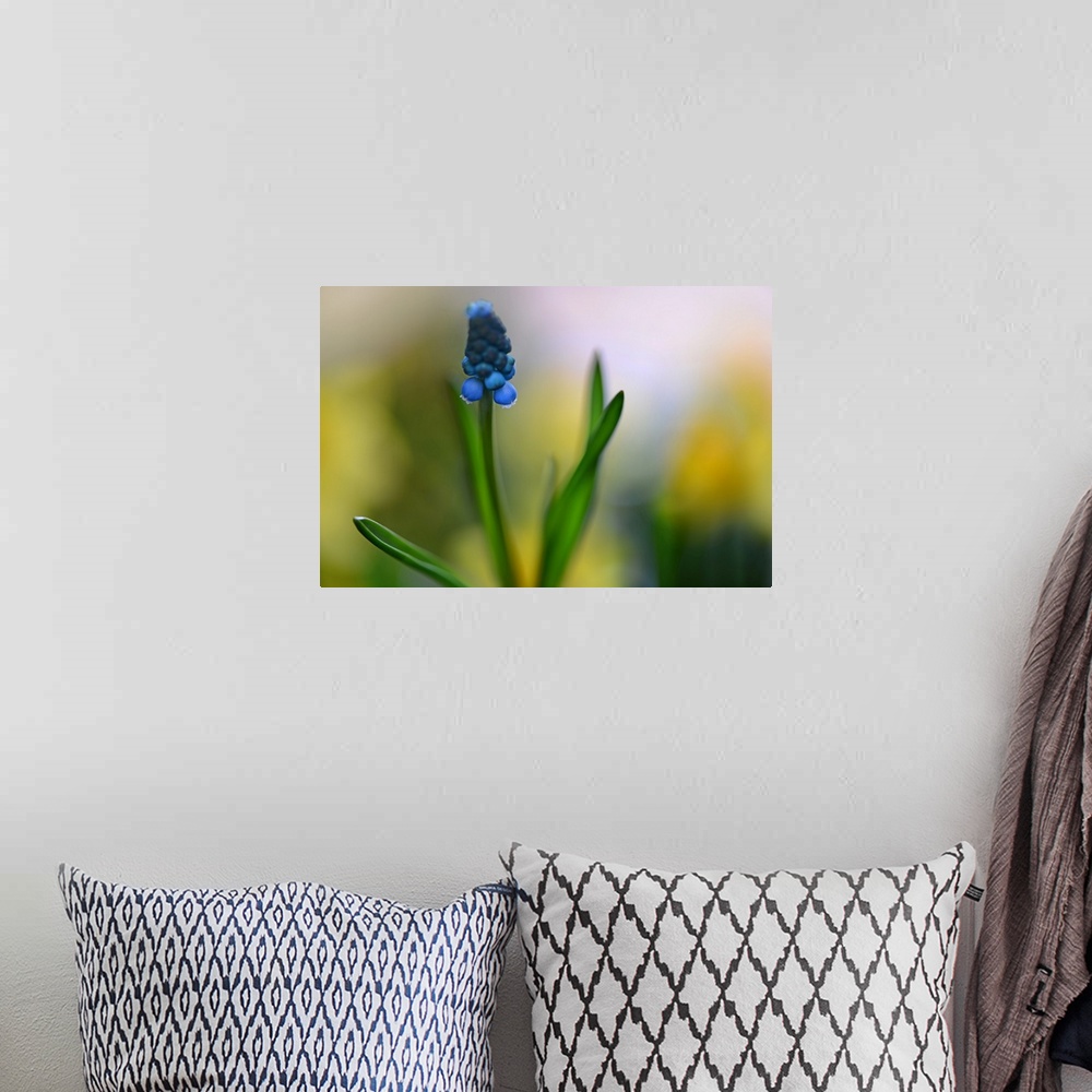 A bohemian room featuring Close-up photograph of a Muscari with a shallow depth of field.