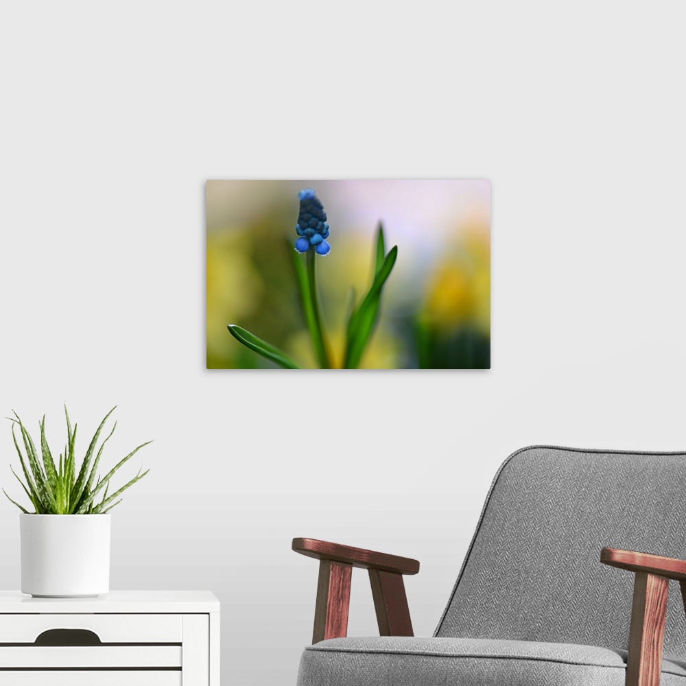 A modern room featuring Close-up photograph of a Muscari with a shallow depth of field.