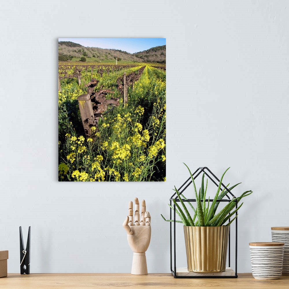 A bohemian room featuring Blooming Yellow Mustard, Napa Valley, California