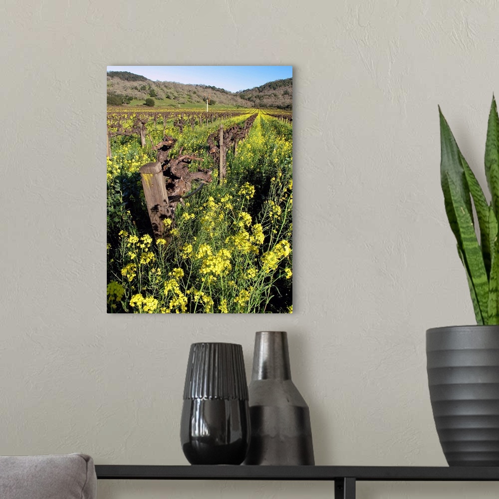 A modern room featuring Blooming Yellow Mustard, Napa Valley, California