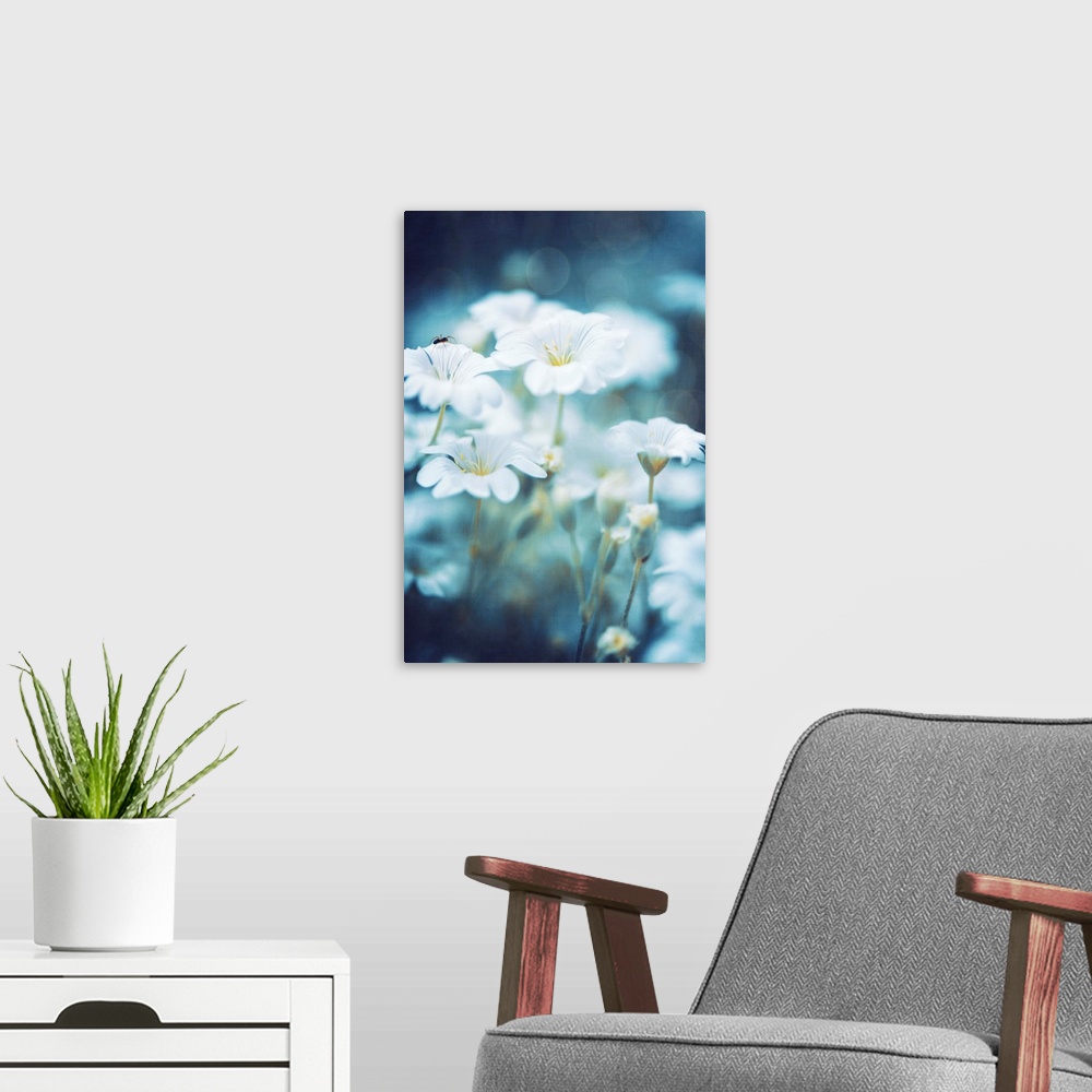 A modern room featuring Close-up of small white flowers with a spider on a petal. Bokeh effect