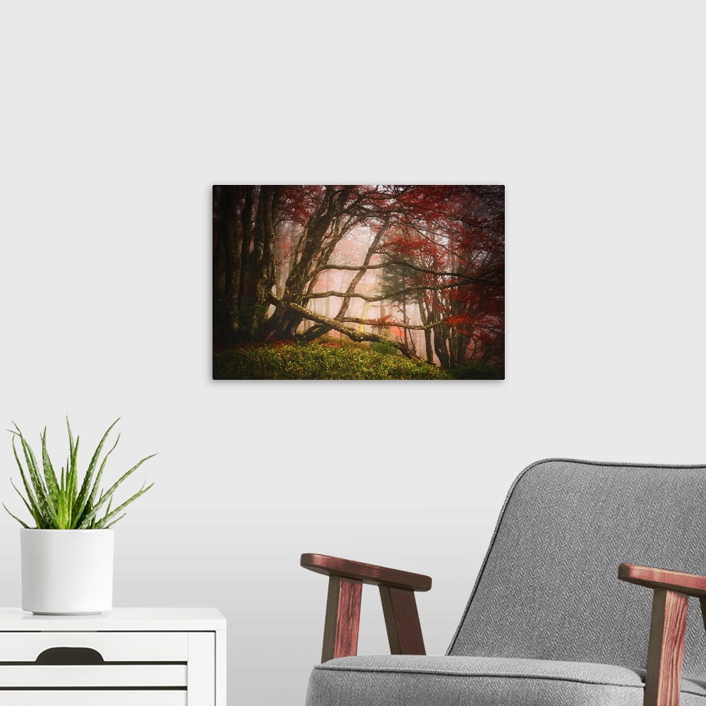 A modern room featuring Mossy branches criss-crossing in a foggy forest with red leaves.