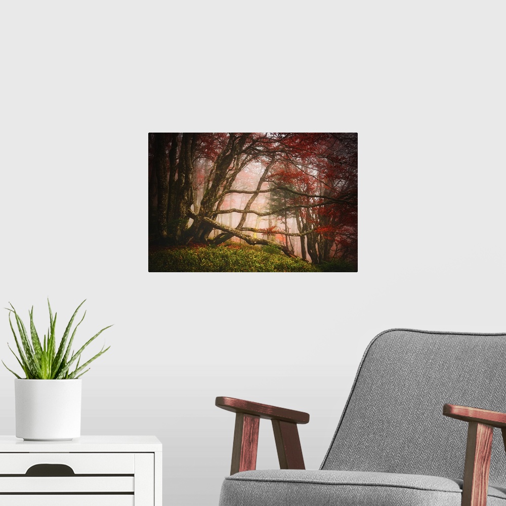 A modern room featuring Mossy branches criss-crossing in a foggy forest with red leaves.