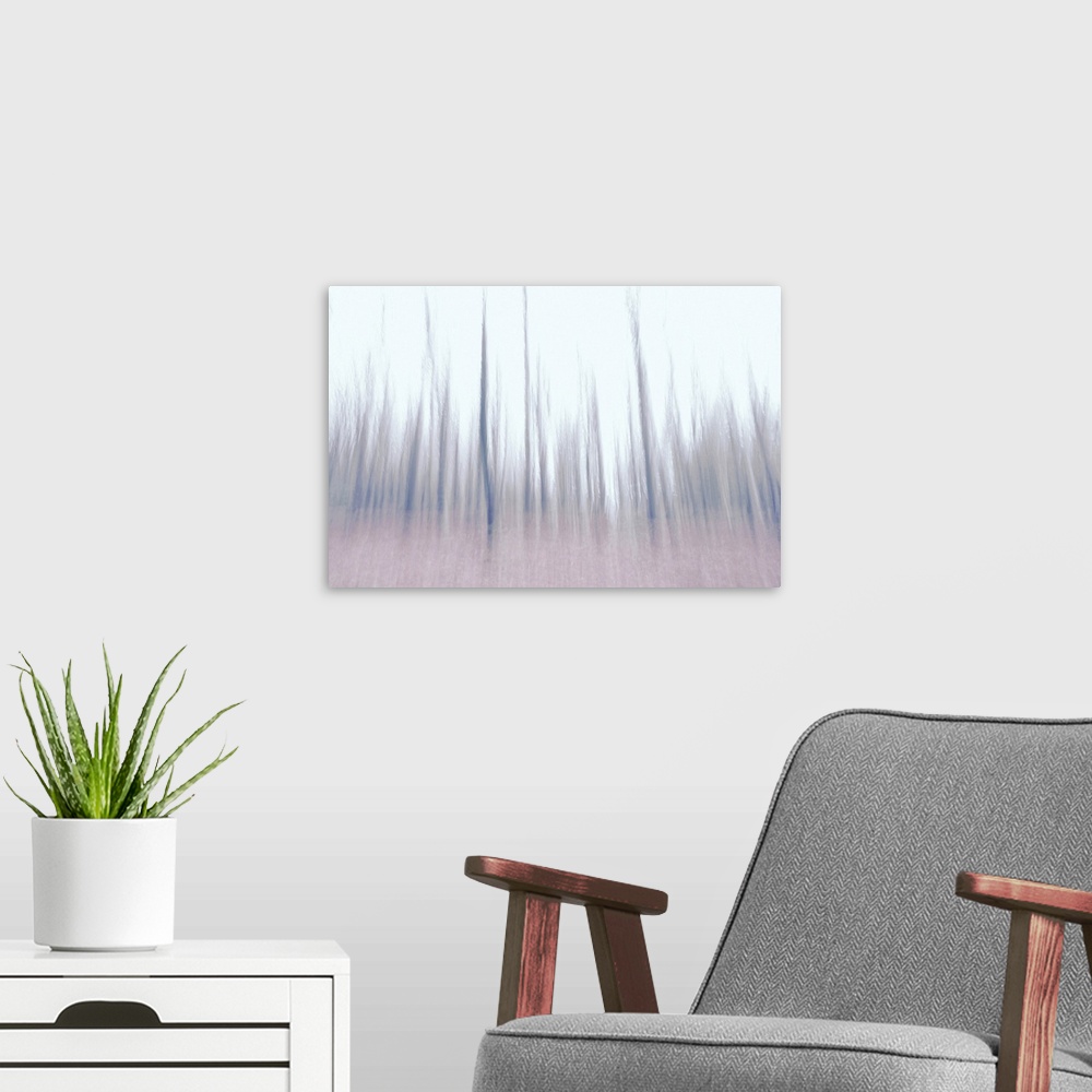 A modern room featuring Artistically blurred photo. Old pine forest Dover Plantage in North Jutland, Denmark, on a gray w...