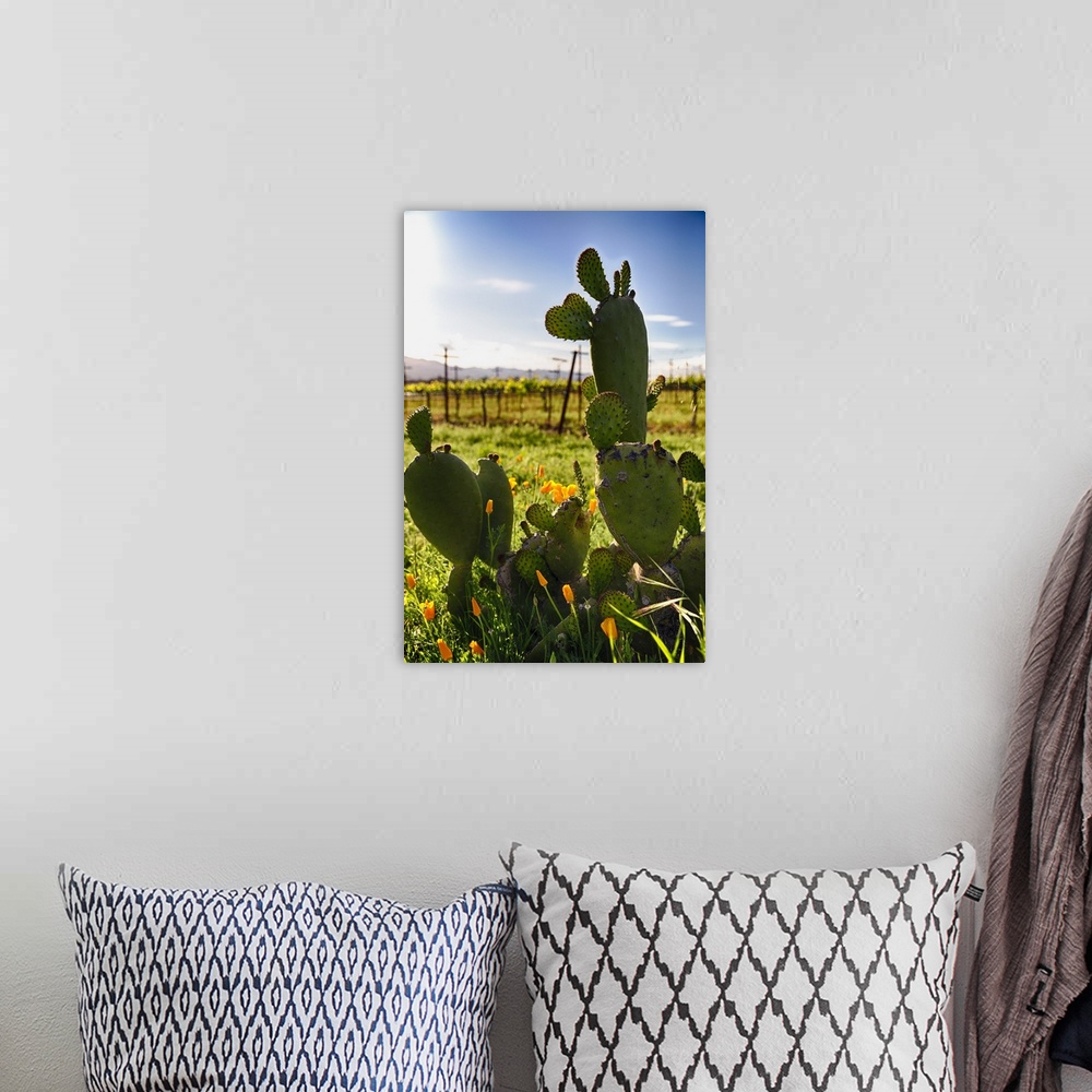 A bohemian room featuring Close Up View of Cactus and Yellow Poppies, Napa Valley, California